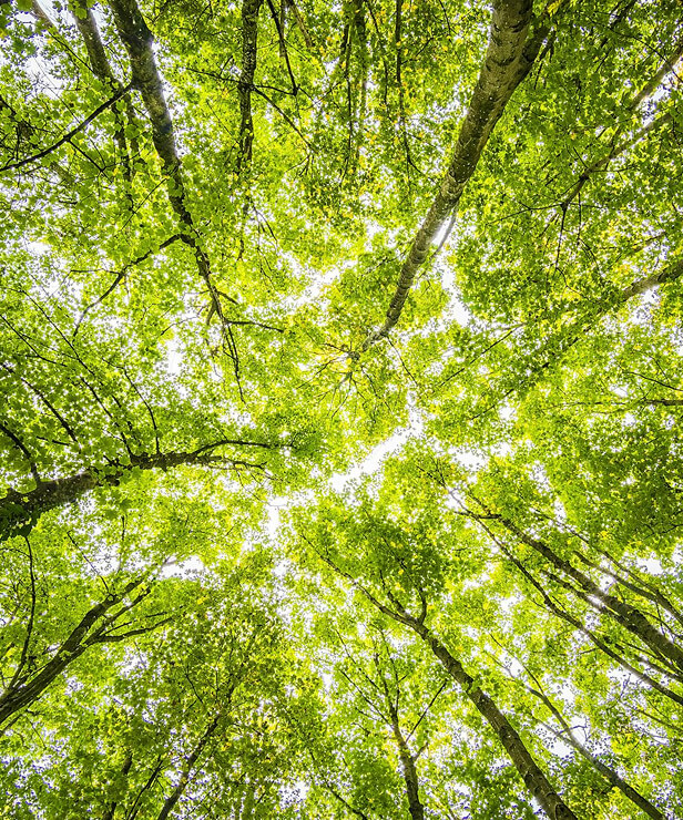 A shot from below at the forest trees.