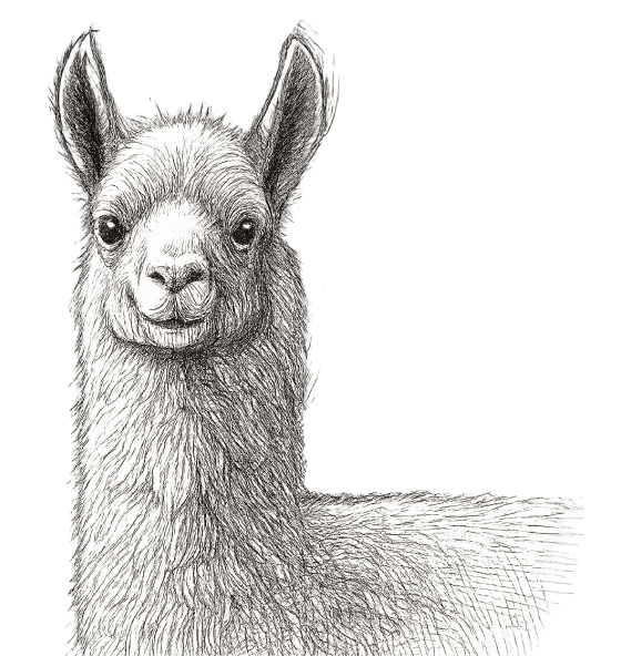 Llama