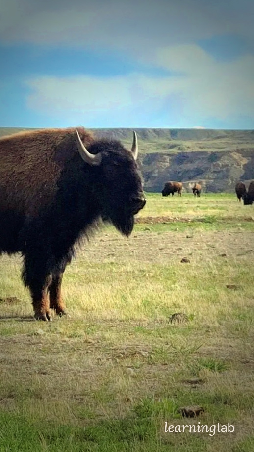 Healing Appalachia with Bison