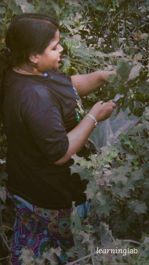 Seed Memory: Soil, Seeds and Culture