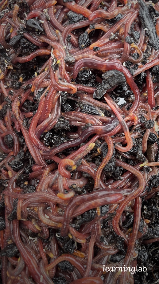 Worms, Microbes, and the Wild World of Soil