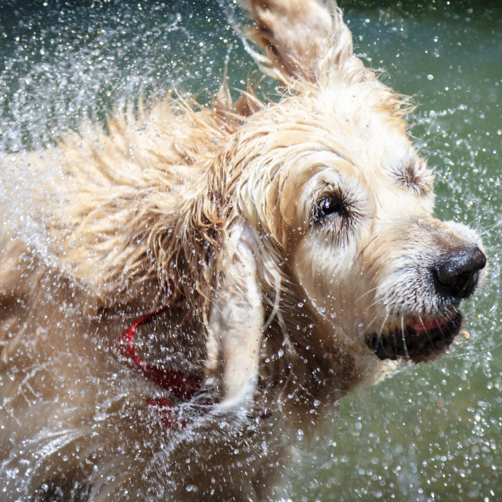 Wet dog of race Golden Retriever shaking off the water
