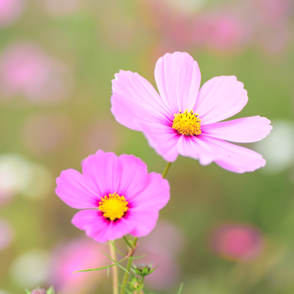 Focused woman practicing Tai Chi with the sun shining through trees in a blurry background