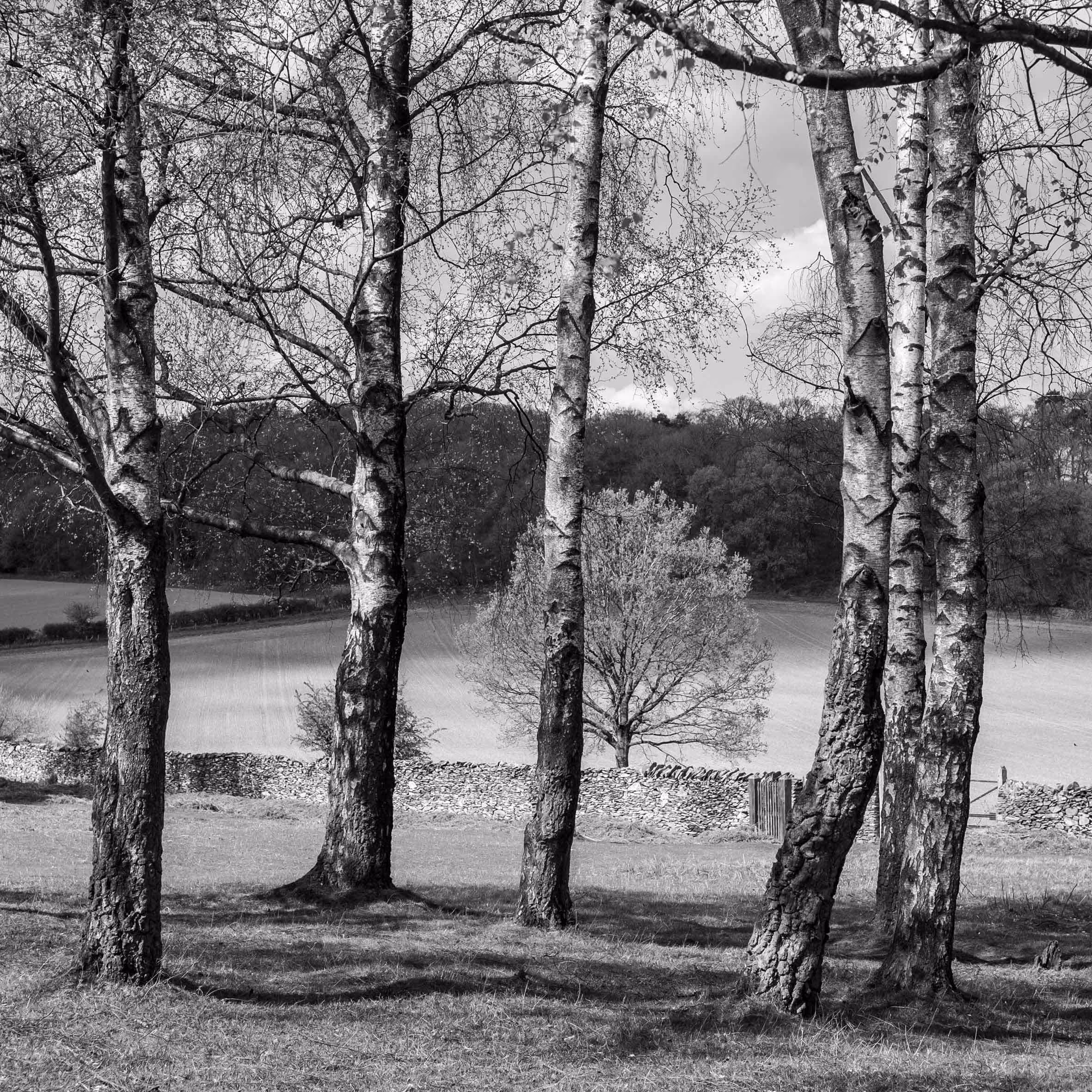 A black and white photo of birch trees in Bradgate park