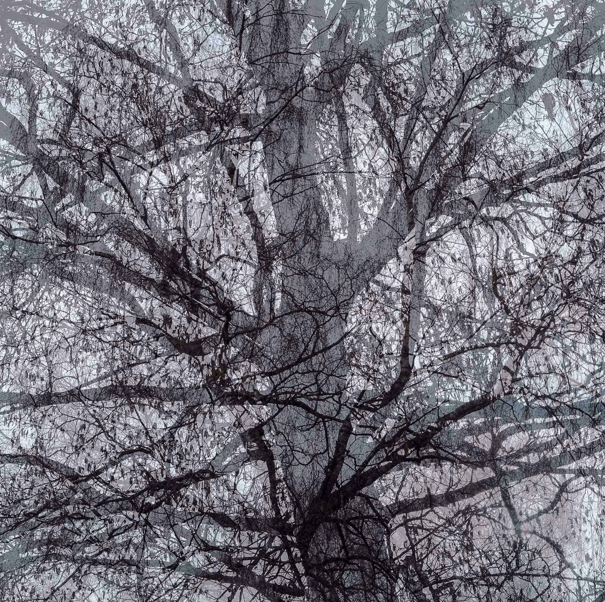 A double exposure photo of tree branches