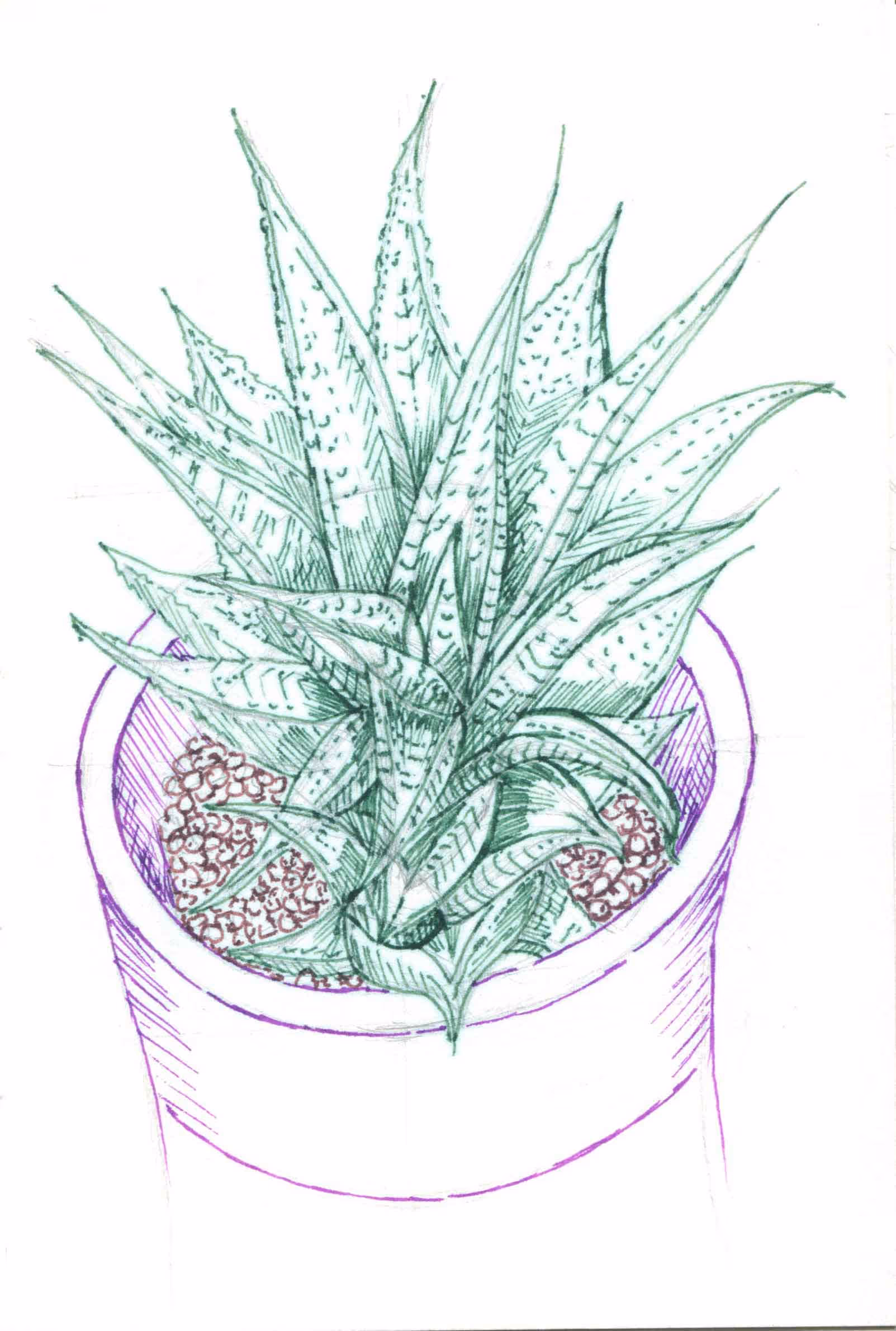 A hand-drawn illustration of a succulent in a pot