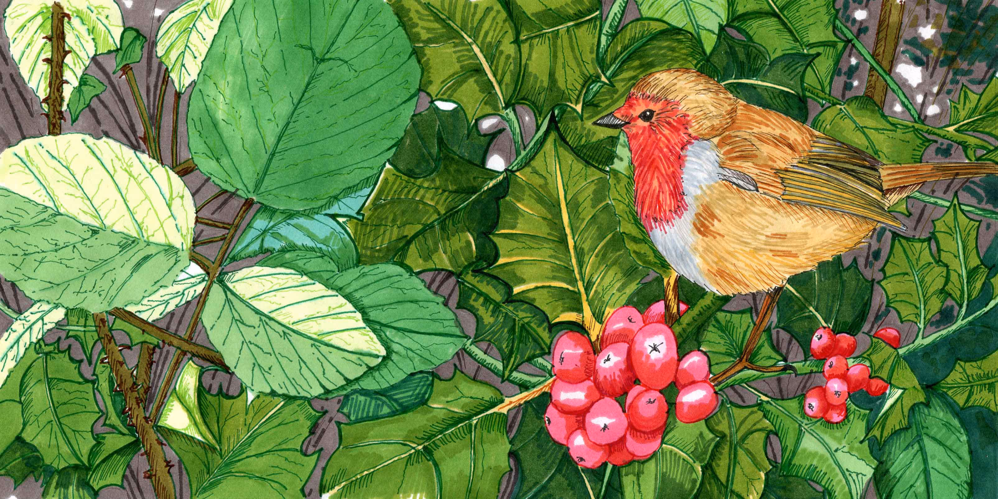 A hand-drawn illustration of a robin in a bush