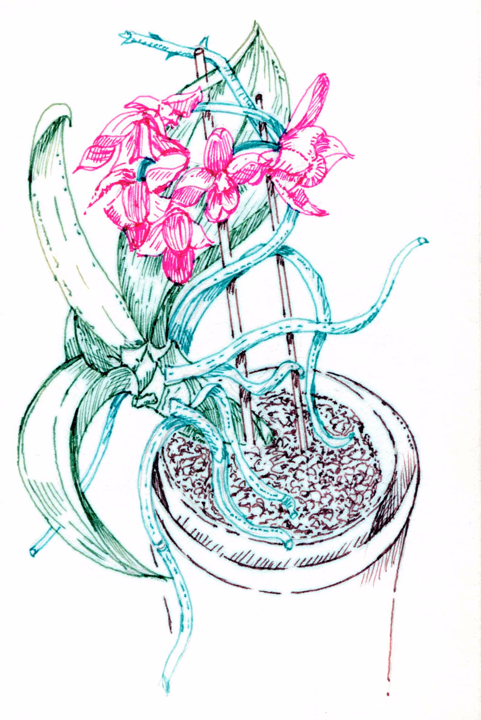 A hand drawn illustration of an Orchid in a pot
