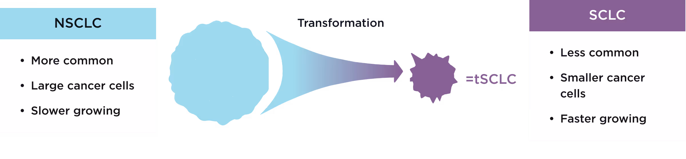Diagram comparing NSCLC and SCLC lung cancer types: NSCLC is more common with large, slower-growing cells; SCLC is less common with smaller, faster-growing cells; transformation to tSCLC indicated.