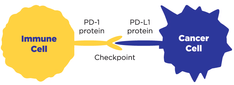 Diagram showing interaction between a yellow immune cell with PD-1 protein checkpoint binding to a blue cancer cell with PD-L1 protein.