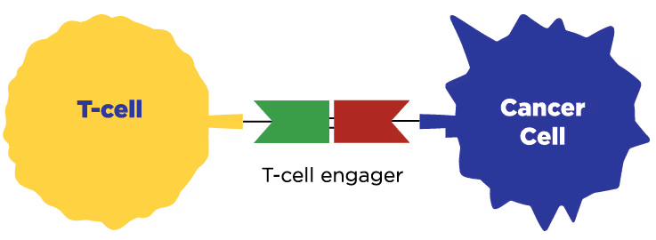 Diagram showing a yellow T-cell connected to a blue cancer cell by a green and red T-cell engager.