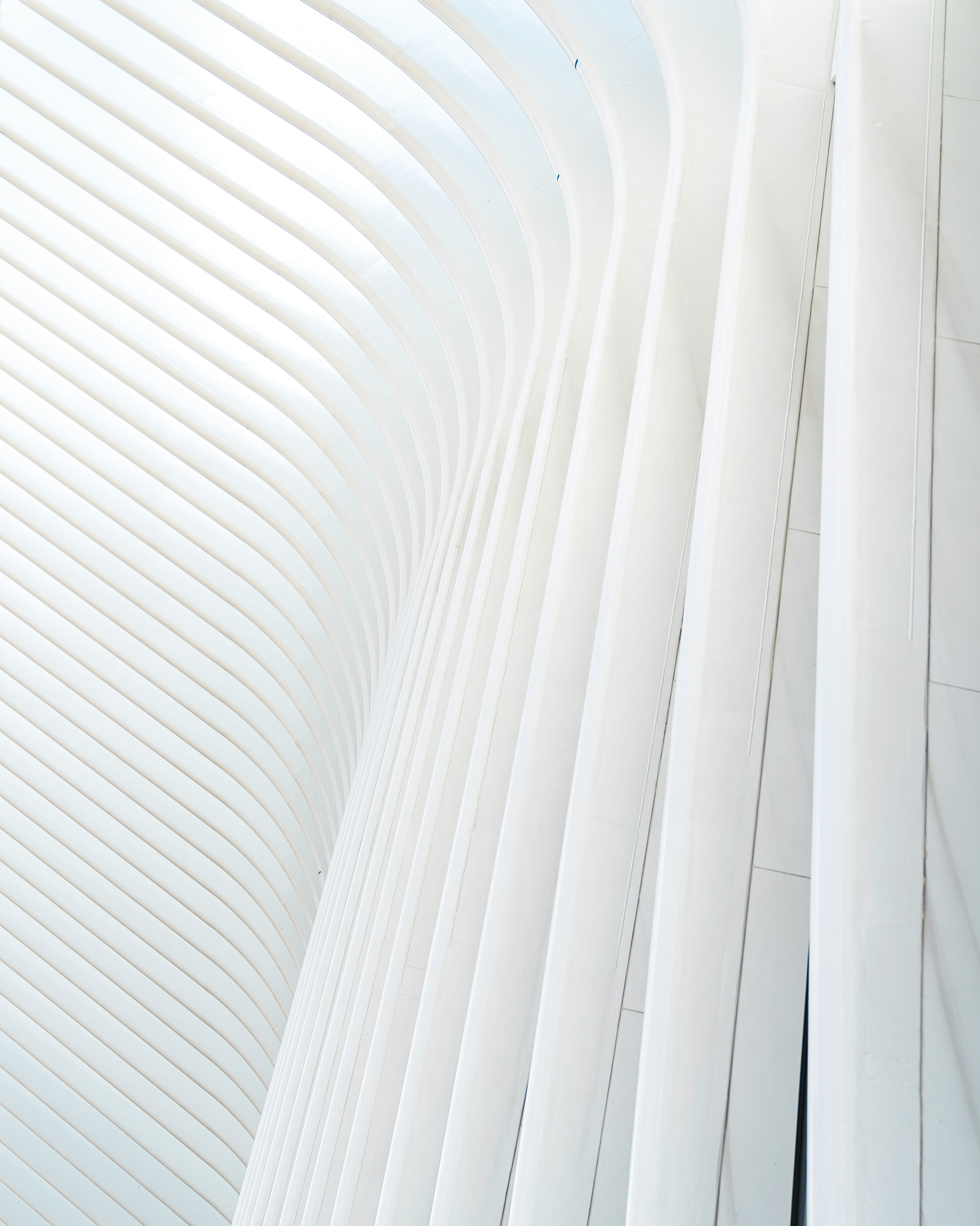White curved architectural ribs forming an abstract modern interior ceiling structure.