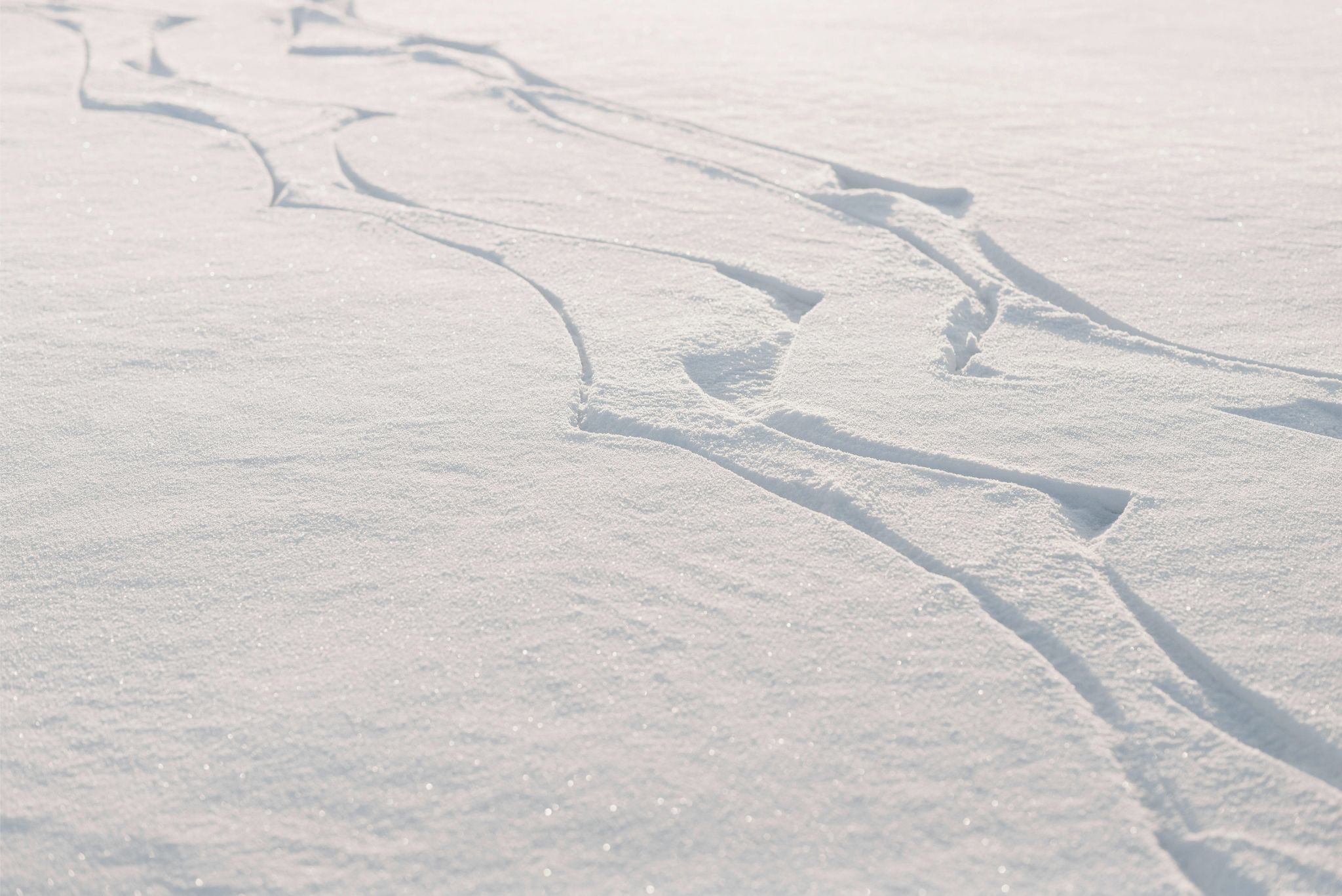 Curved ski tracks carved into fresh snow under soft daylight.
