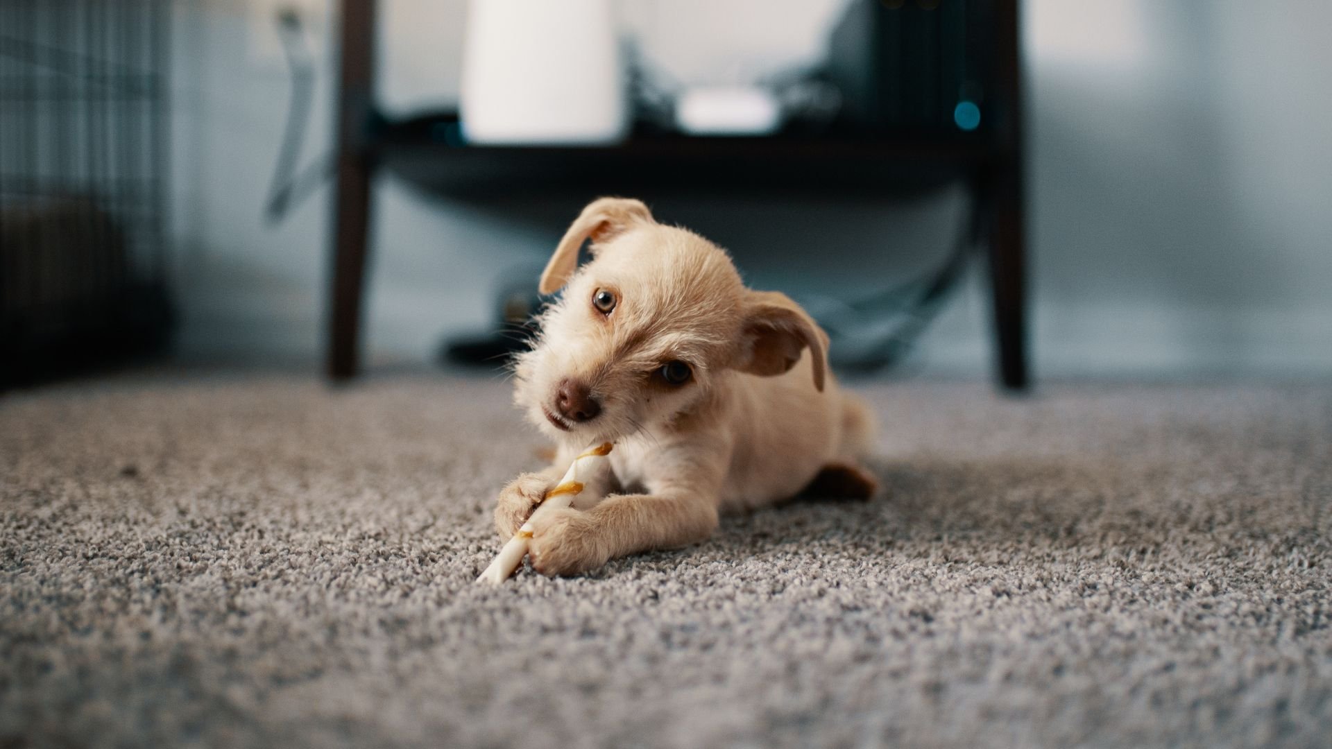 Cute puppy chewing on a bone while lying on a soft carpet