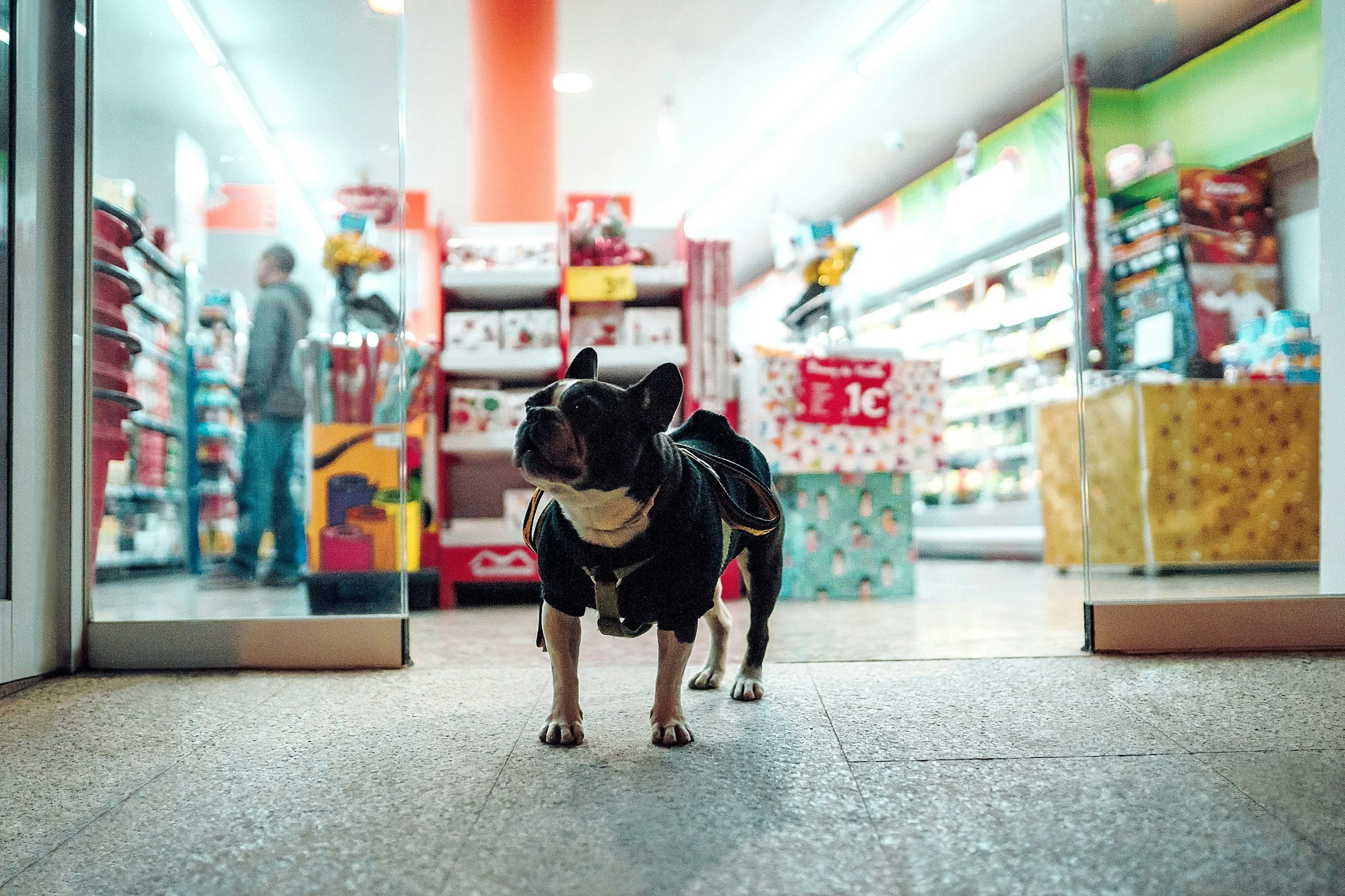 dog_in_center_aisle_of_sustainable_pet_aisle