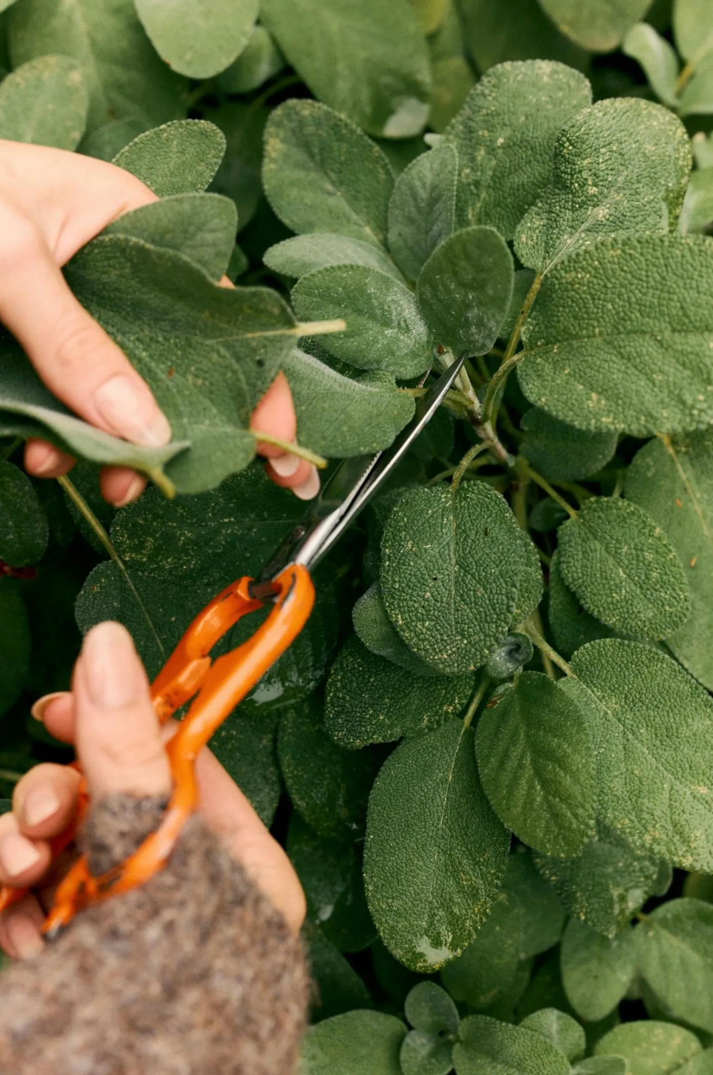 hands picking fresh herbs