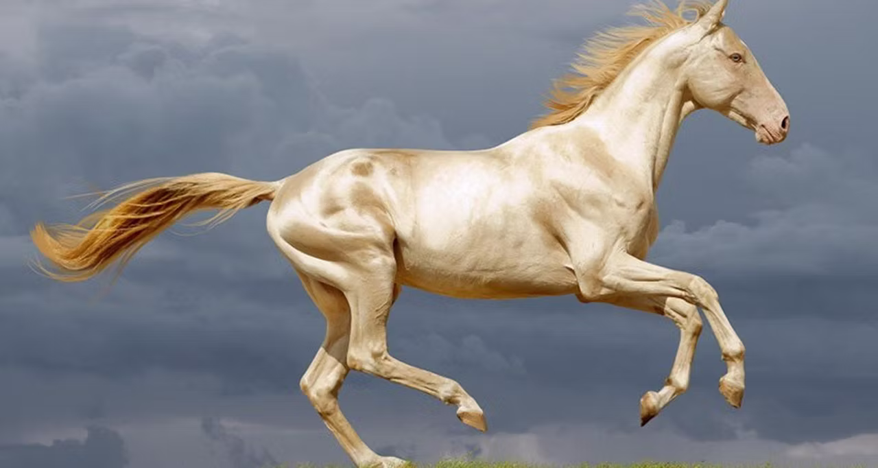 Legendary golden horse