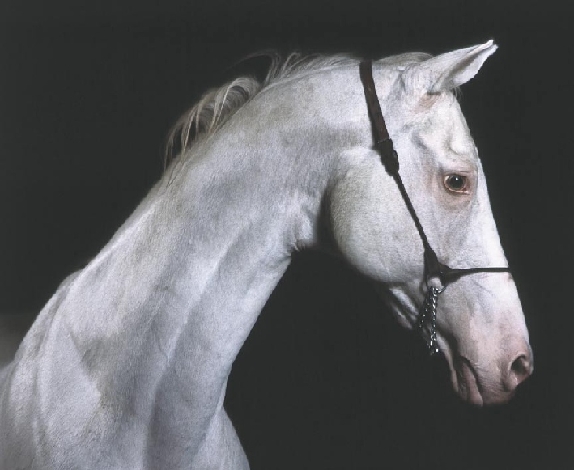 A horse portrait from the side