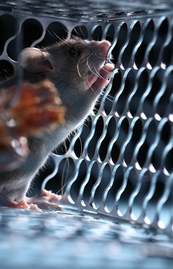 Rodent Proofing Services by Y&S Home Builders