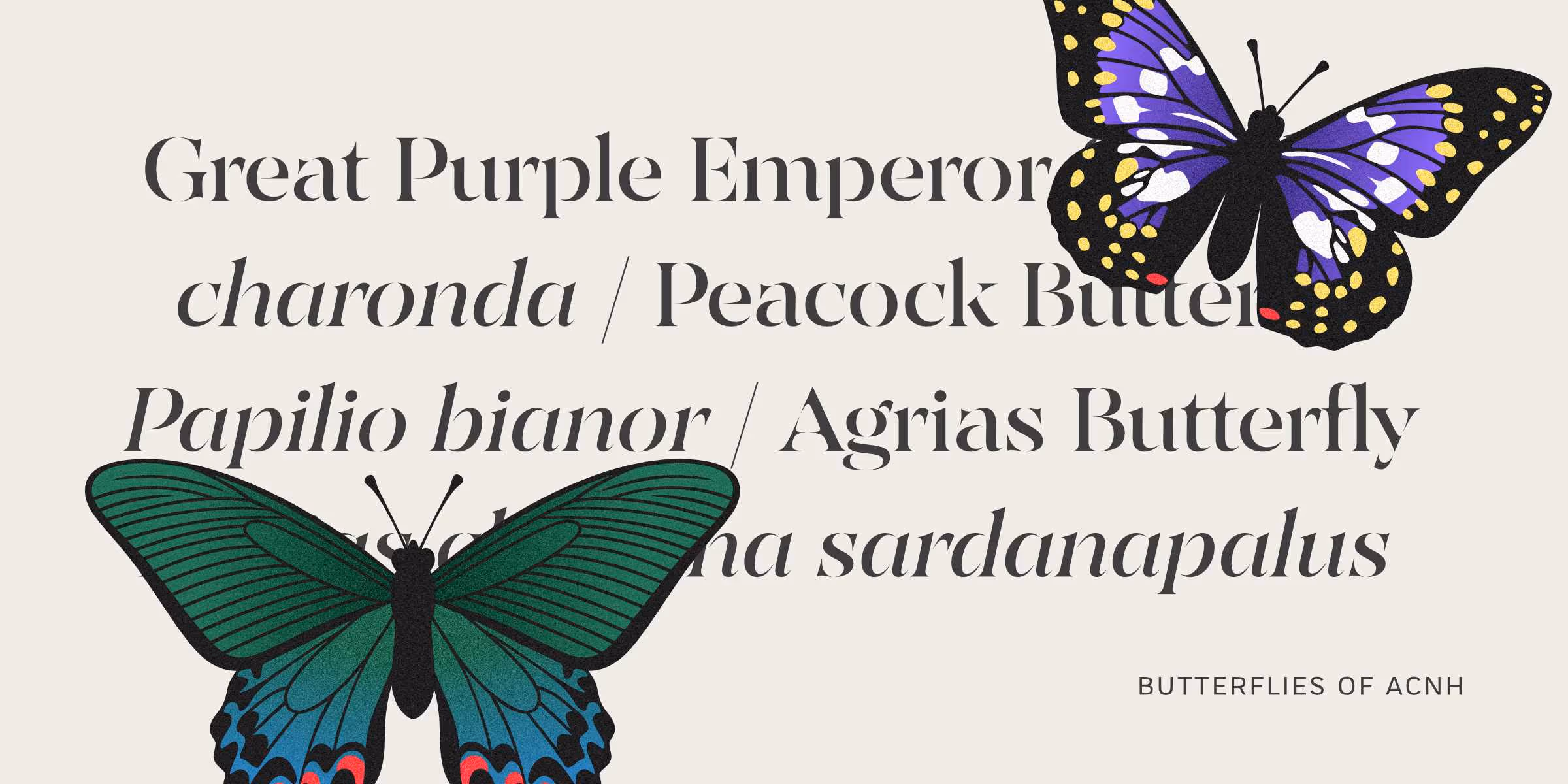 The names of butterflies in English, followed by Latin, in a list in dark grey text on a light beige background. There are two brightly coloured butterfly illustrations bottom left and top right covering the text.