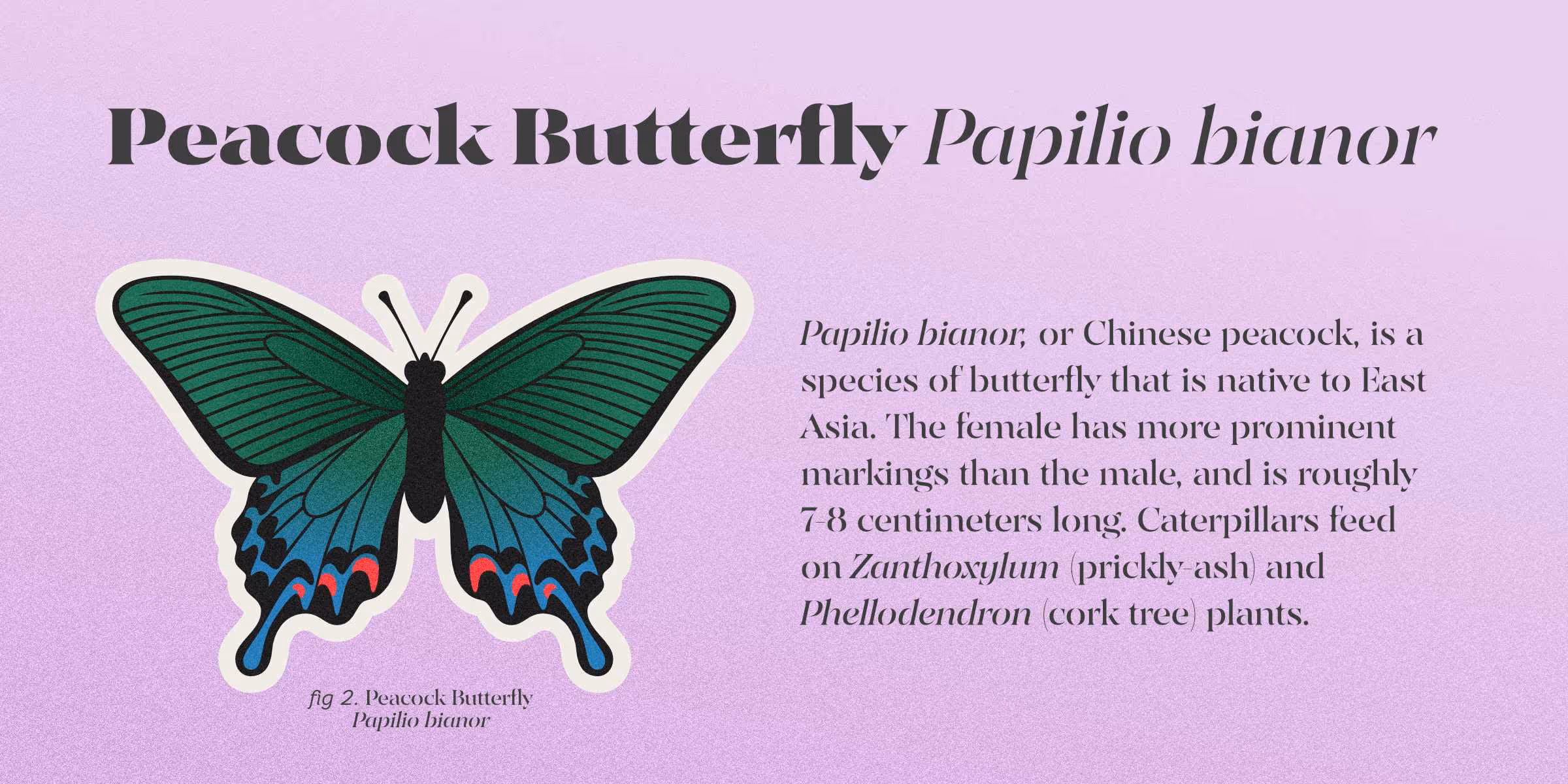 Information on the Peacock butterfly. There is a large title on the top, an illustration to the left and a short paragraph on the right.