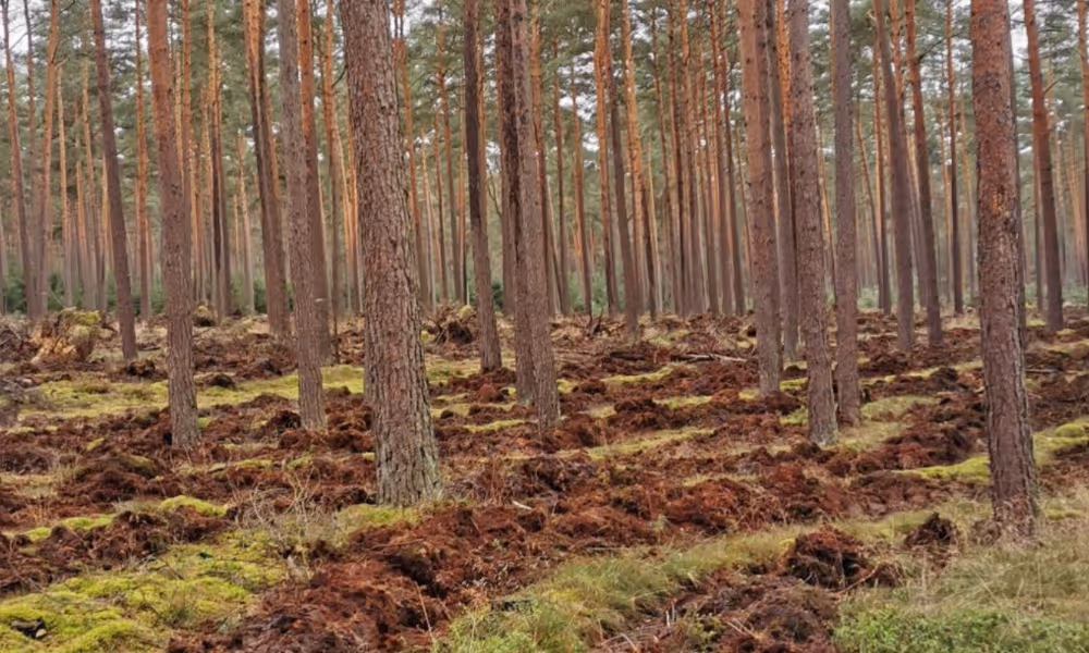Vorverwundeter Boden für Waldumbau.