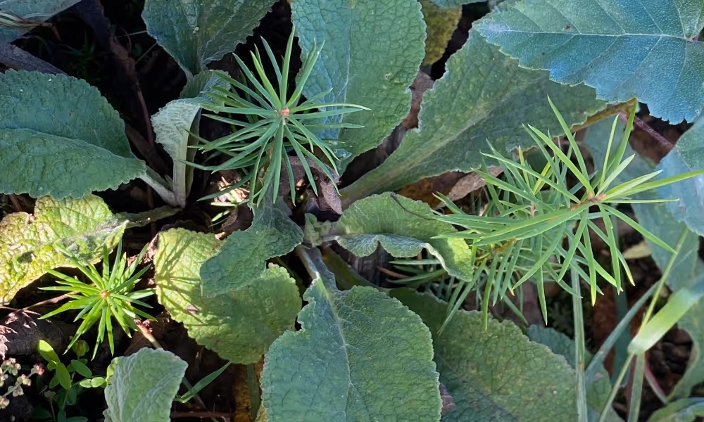 Sämlinge von Bäumen wachsen.