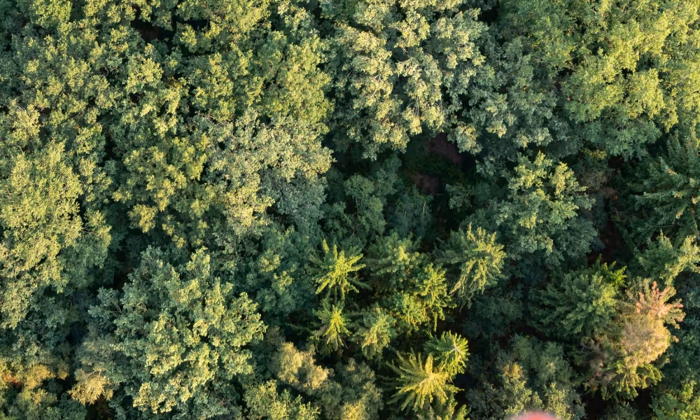 Mischwald aus der Vogelperspektive.