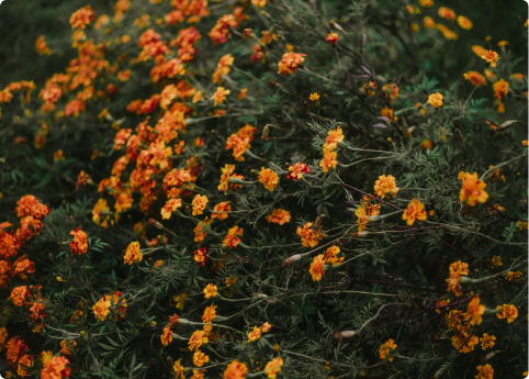 Logo marks and wordmark variations on a grid
