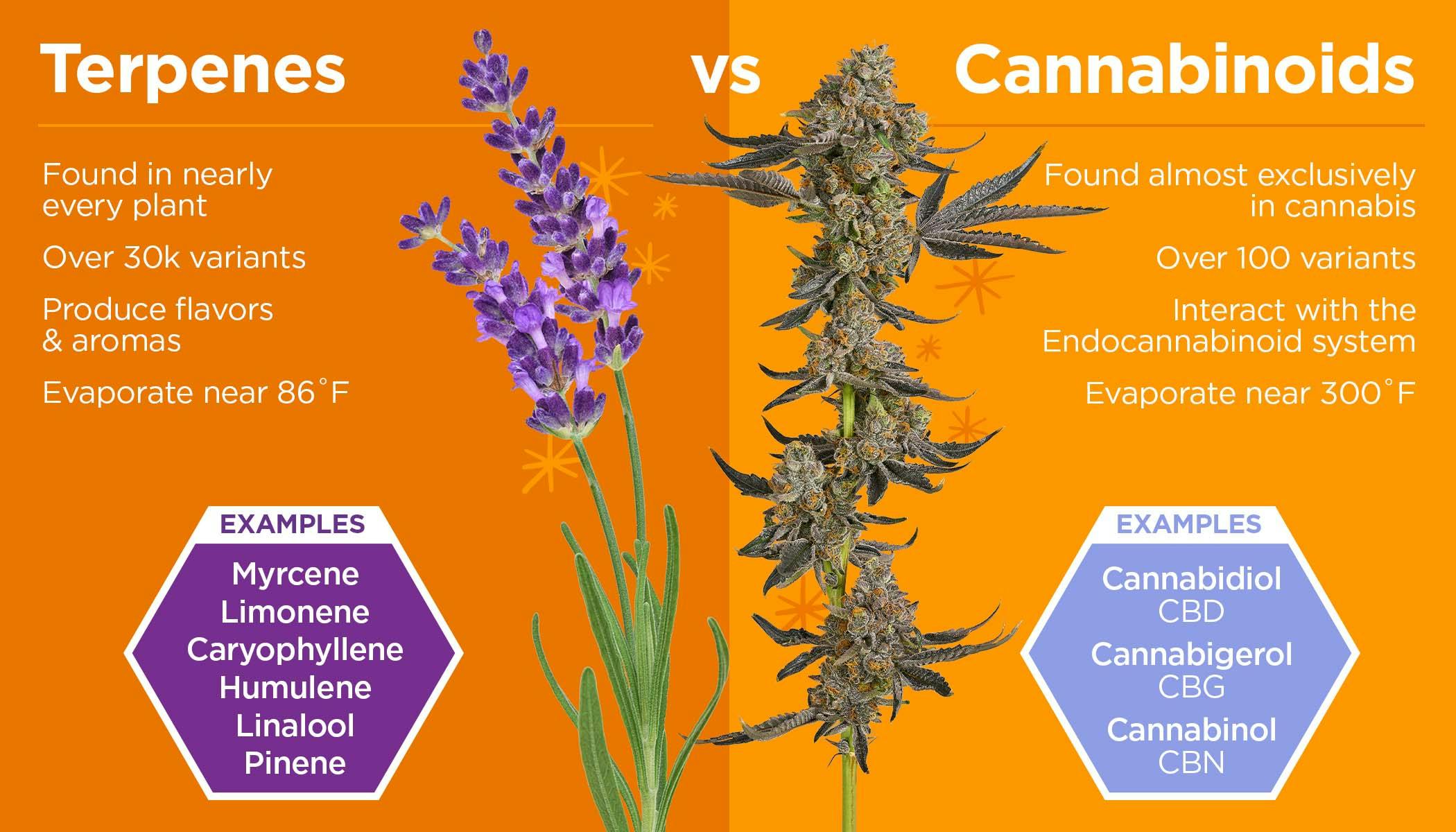 Was ist der Unterschied zwischen Terpenen und Cannabinoiden in Weed?