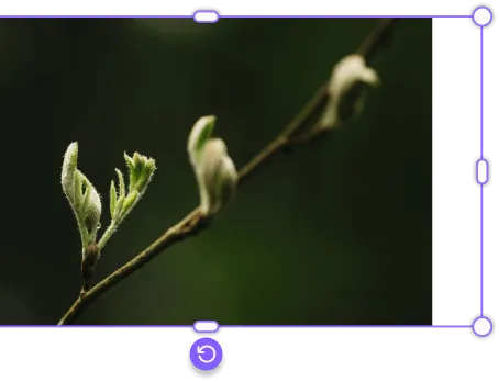 Close-up of a plant branch with young green leaves emerging against a dark blurred background.