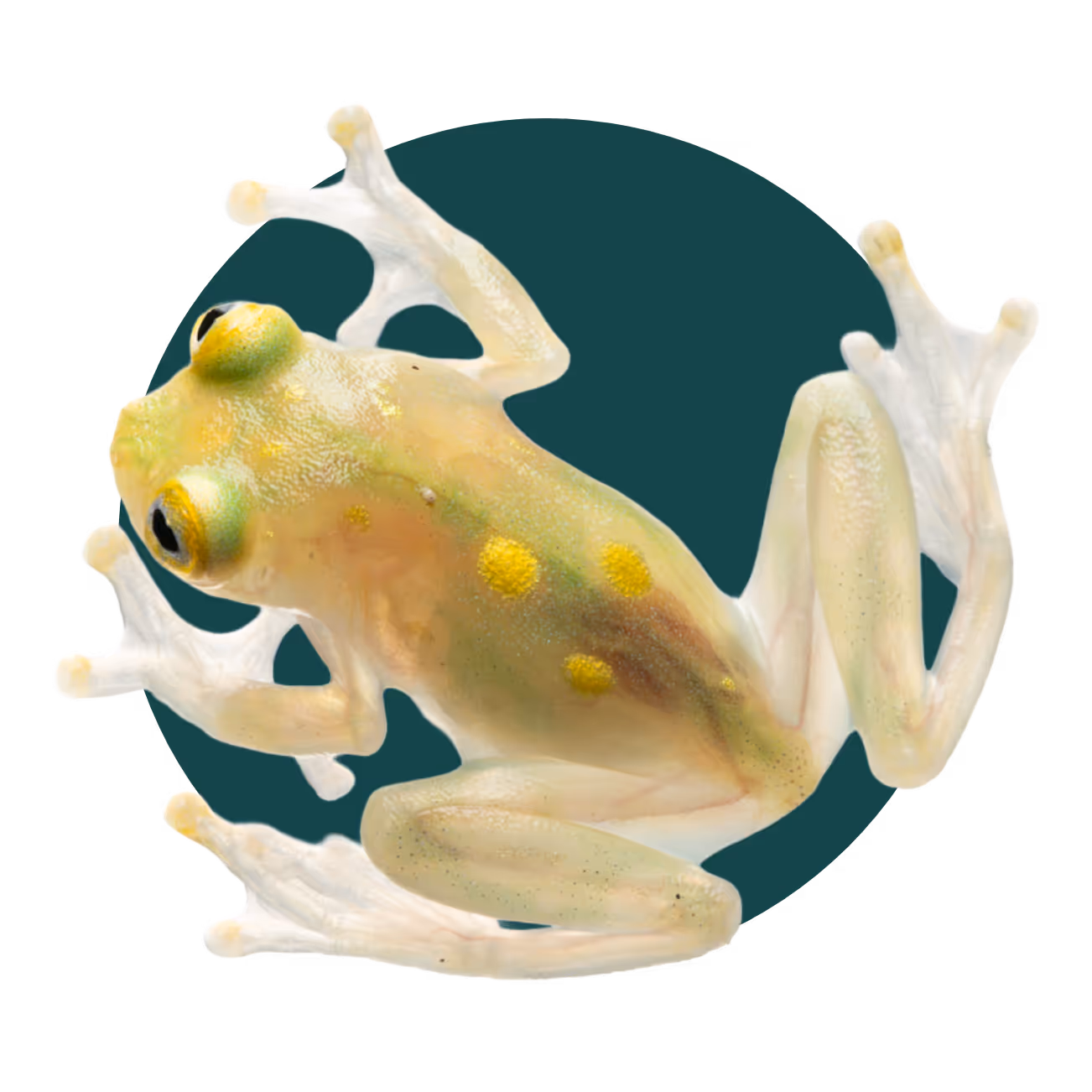 Top view of a glass frog