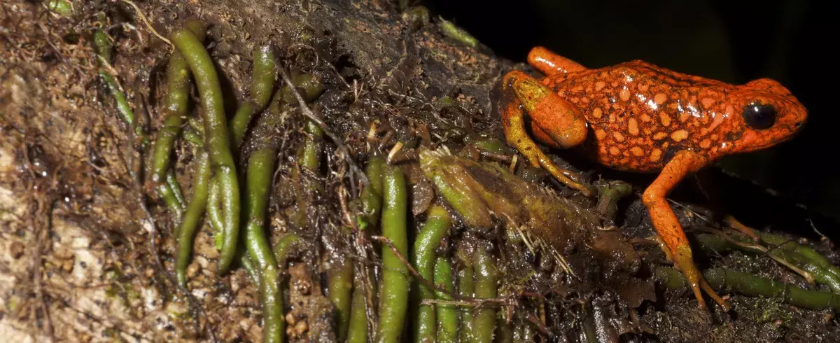 Red colored frog at night outside