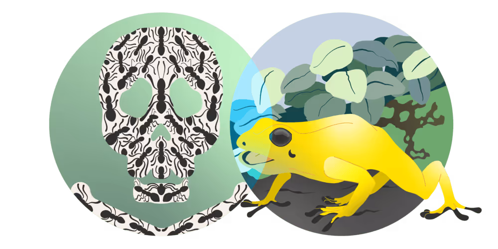 Two overlapping circles. The first circle on the left is green with a white skull filled in with drawings of ants. The second circle on the right is a cartoon of land, trees, and leaves with a cartoon yellow frog rending in the foreground.