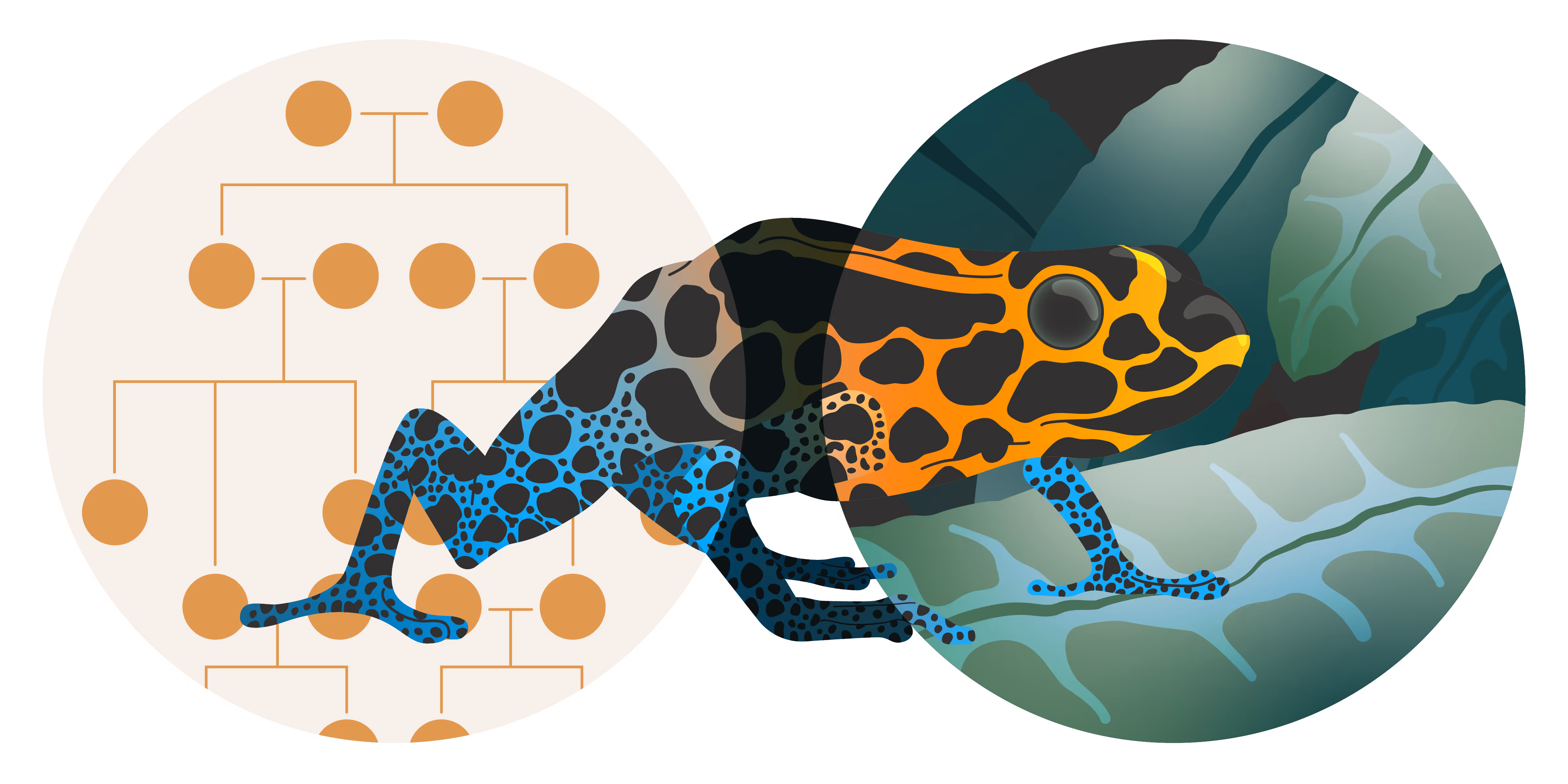 Rending of a colorful frog between two circles. The first circle on the left shows a series of orange circles connected with hierarchical circles. The second circle on the right is a rending of some green leaves