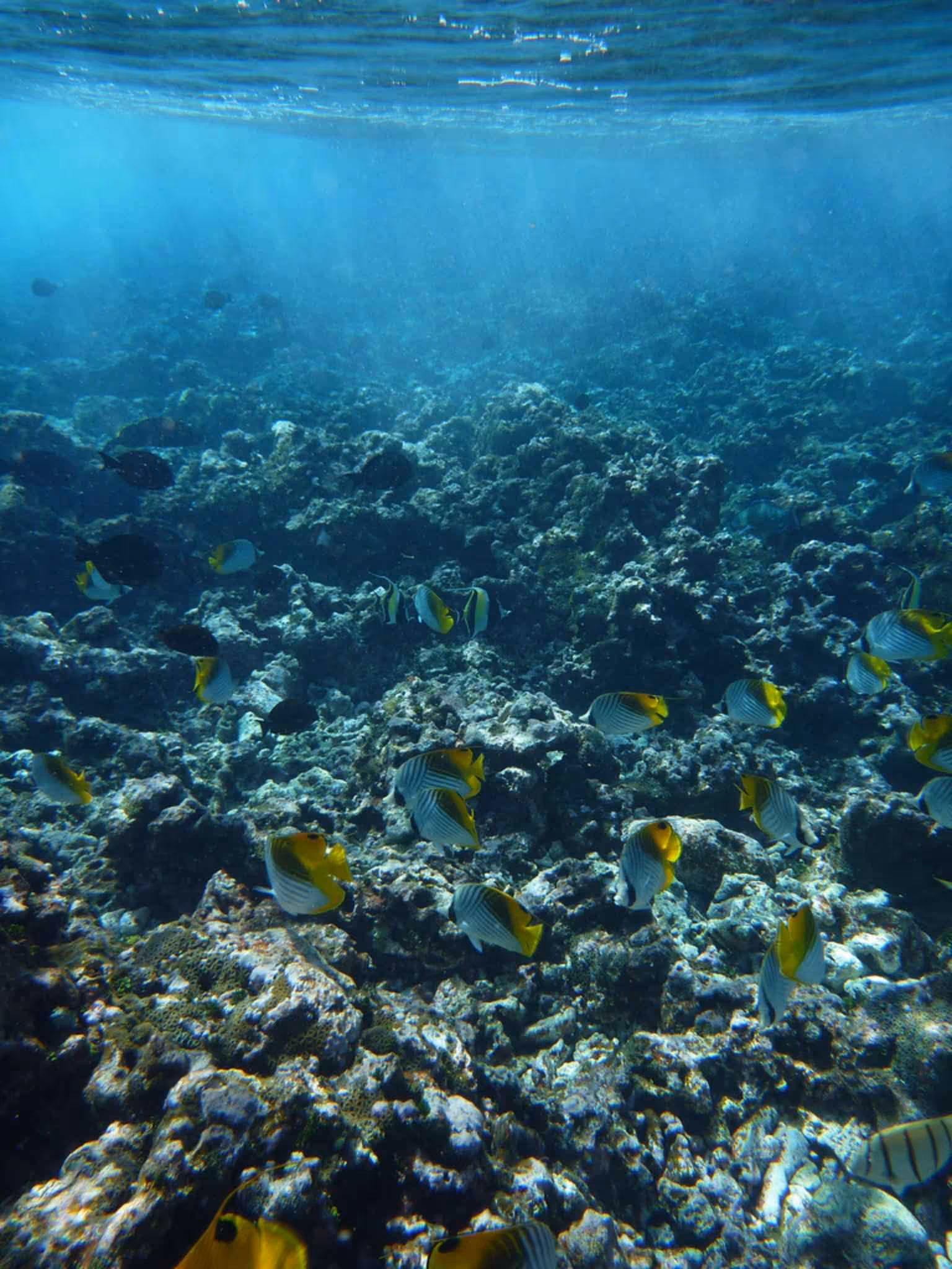 Threadfin Butterflyfish (Chaetodon auriga)