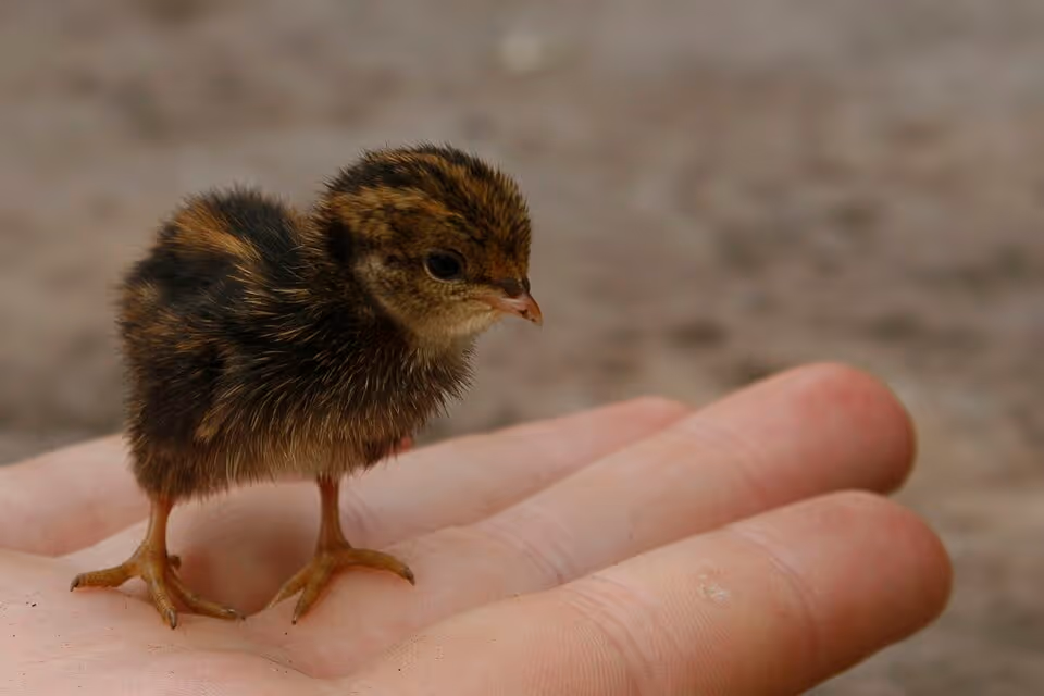 Blue-Breasted Quail (Excalfactoria chinensis)
