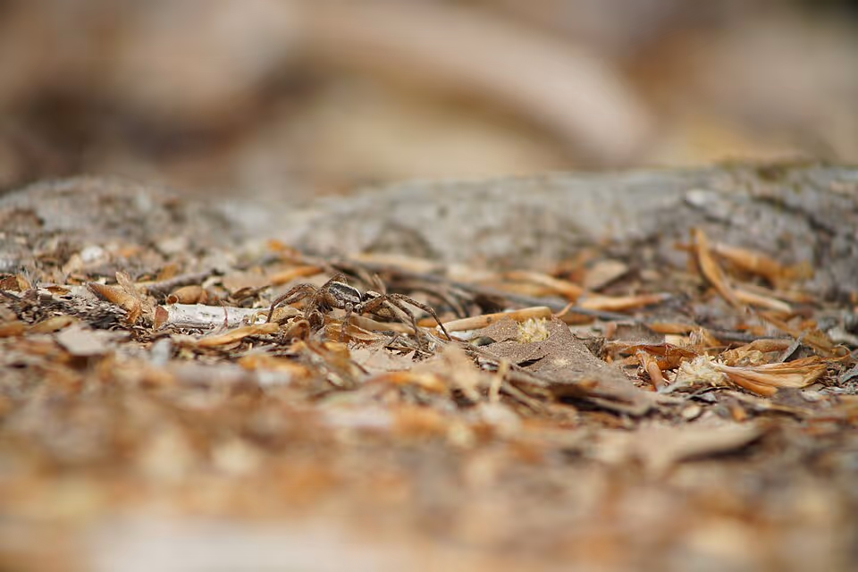Wolf Spider (Hogna lenta)
