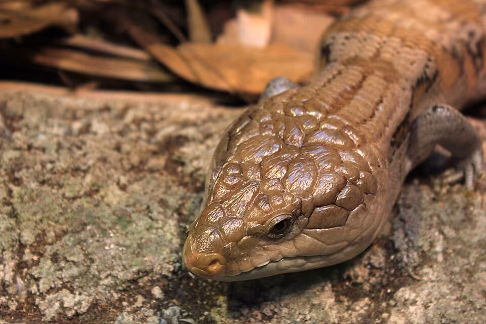Common Blue Tongue Skink (Tiliqua scincoides)