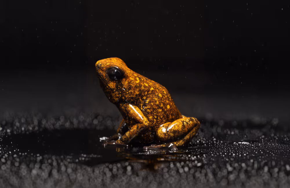 Diablito Poison Frog (Oophaga sylvatica)