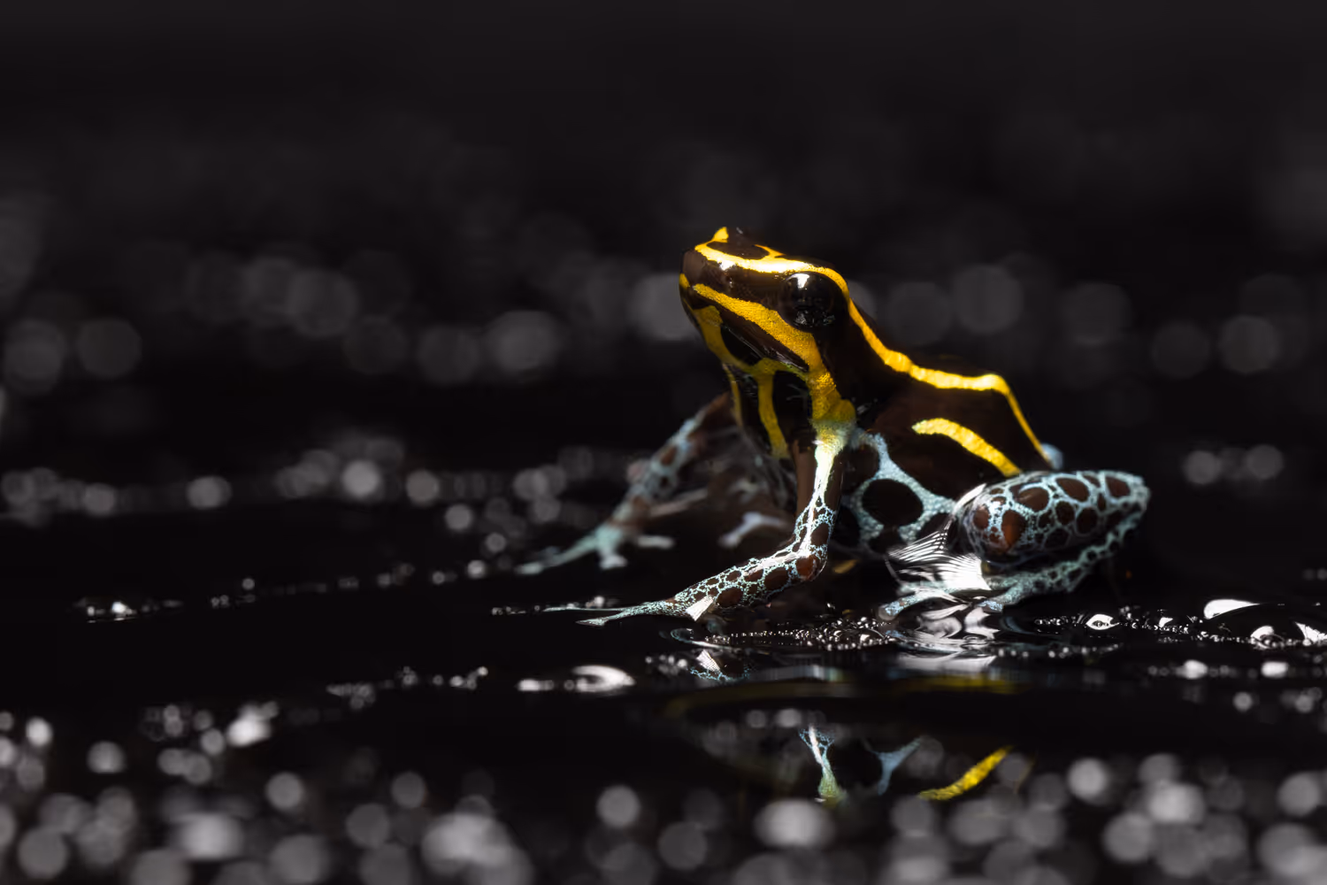 Mimetic Poison Frog (Ranitomeya imitator)