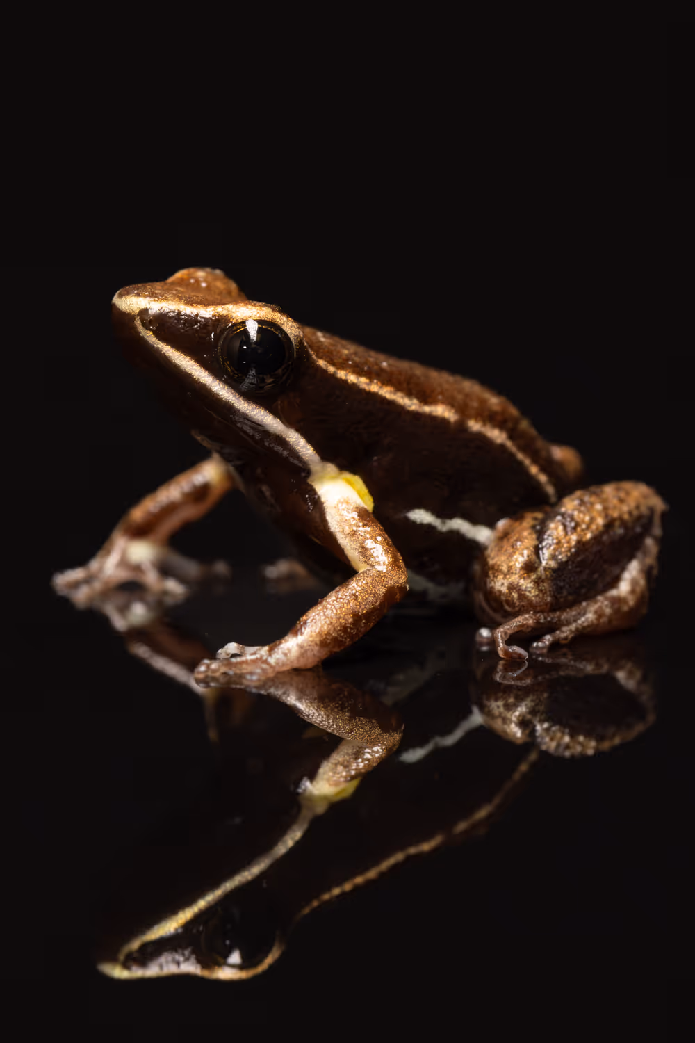 Brilliant Thighed Poison Frog (Allobates femoralis)