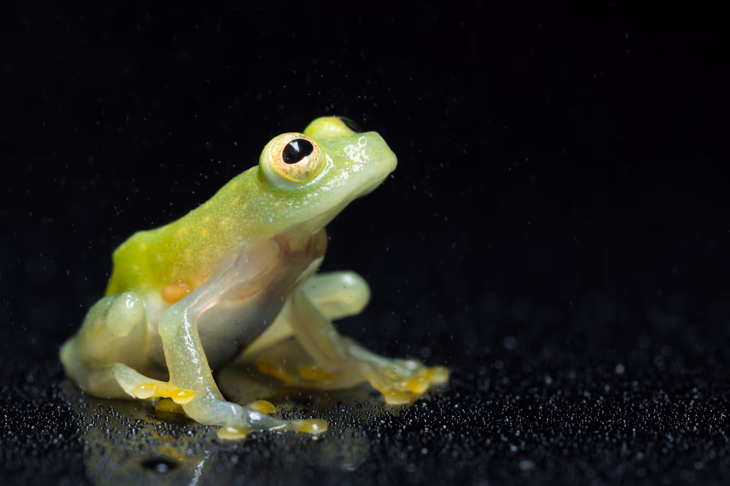 Fleischmann's Glass Frog (Hyalinobatrachium fleischmanni)