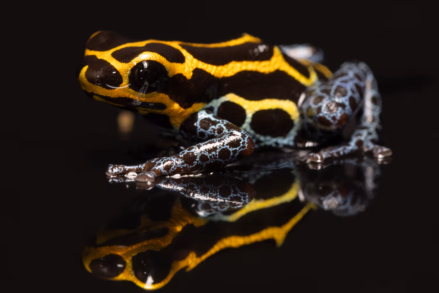 Zimmerman's Poison Frog (Ranitomeya variabilis)