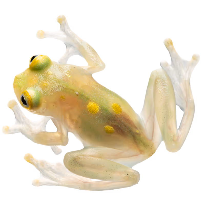 Glass Frog