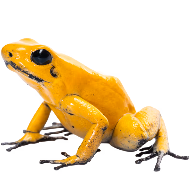 Golden Poison Frog
