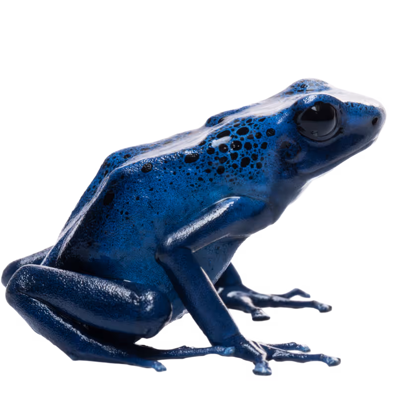 Dyeing Poison Frog