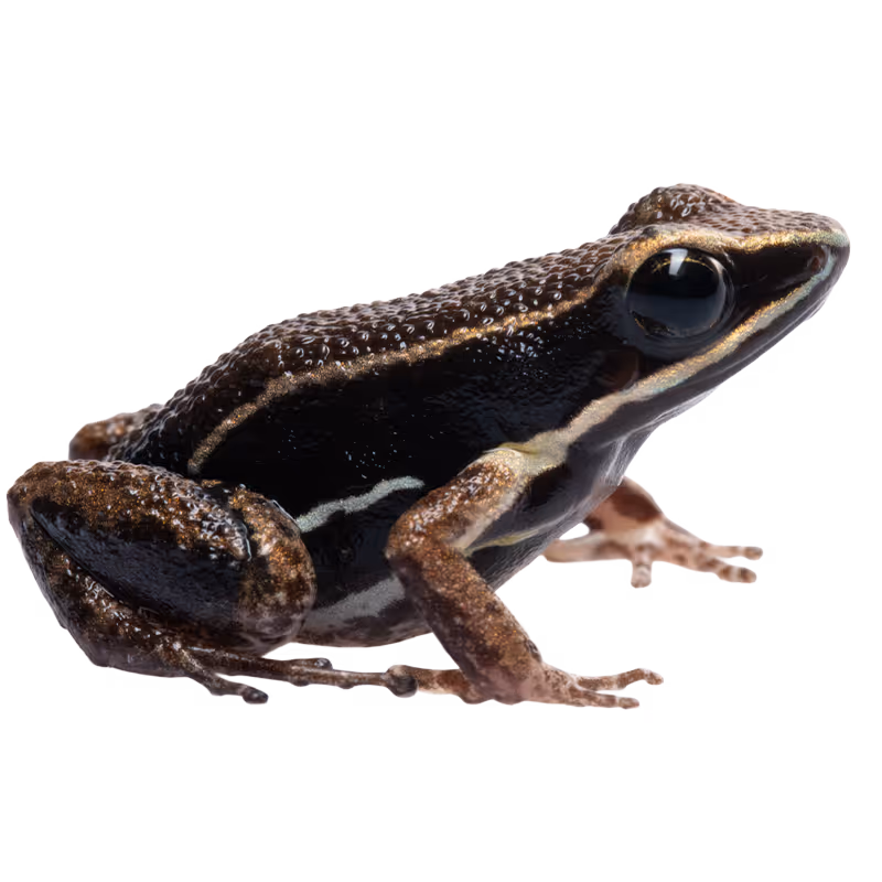 Brilliant Thighed Poison Frog