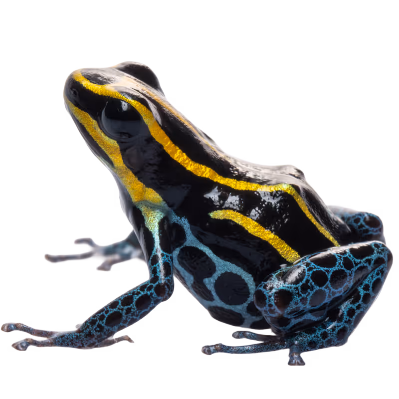 Zimmerman's Poison Frog