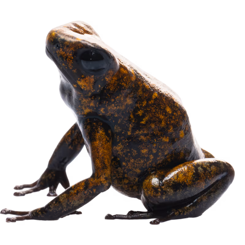 Little Devil Poison Frog